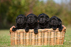 Labrador Retriever Puppies