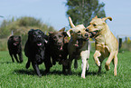 playing Labrador Retriever