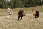 playing dogs