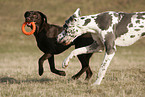 playing dogs