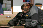 woman and Labrador Retriever Puppies