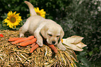 Labrador Retriever Puppy