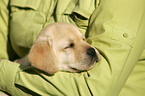 Labrador Retriever Puppy