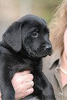 Labrador Retriever Puppy