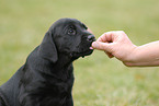 Labrador Retriever Puppy