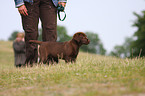 Labrador Retriever puppy