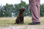 Labrador Retriever puppy