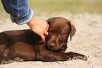 Labrador Retriever puppy