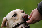 retrieving Labrador Retriever