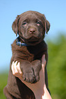 Labrador Retriever Puppy