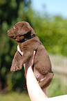 Labrador Retriever Puppy