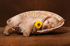 Labrador Retriever Puppy