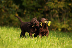 Labrador Retriever Puppies