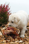 Labrador Retriever Puppy