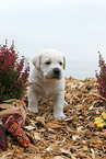 Labrador Retriever Puppy