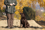 Labrador Retriever