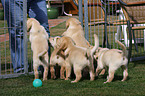 Labrador Retriever Puppies