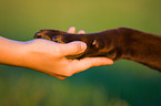Labrador Retriever gives paw