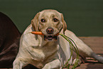 eating Labrador Retriever
