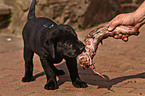 eating Labrador Retriever puppy