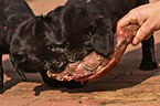 eationg Labrador Retriever puppies