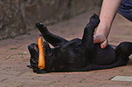 eating Labrador Retriever puppy