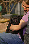 Labrador Retriever Puppy
