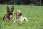 2 dogs