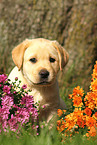 Labrador Retriever Puppy