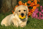 Labrador Retriever Puppy