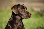young Labrador Retriever