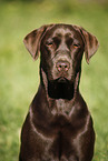 young Labrador Retriever
