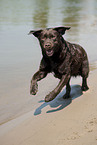 running Labrador Retriever