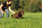 running Labrador Retriever