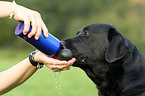 drinking Labrador Retriever