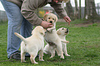 Labrador Retriever Puppies