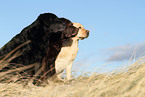 sitting Labrador Retriever