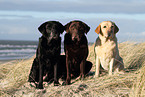 sitting Labrador Retriever