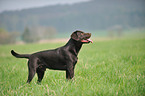 Labrador Retriever