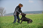 playing Labrador Retriever