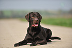 lying Labrador Retriever