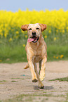 running Labrador Retriever