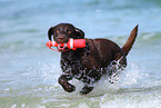 playing Labrador Retriever