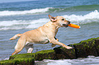 playing Labrador Retriever