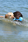 2 playing Labrador Retriever