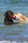 2 playing Labrador Retriever
