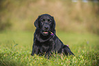 Labrador Retriever Puppy