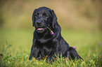 Labrador Retriever Puppy