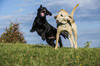playing dogs