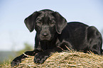 Labrador Retriever Puppy